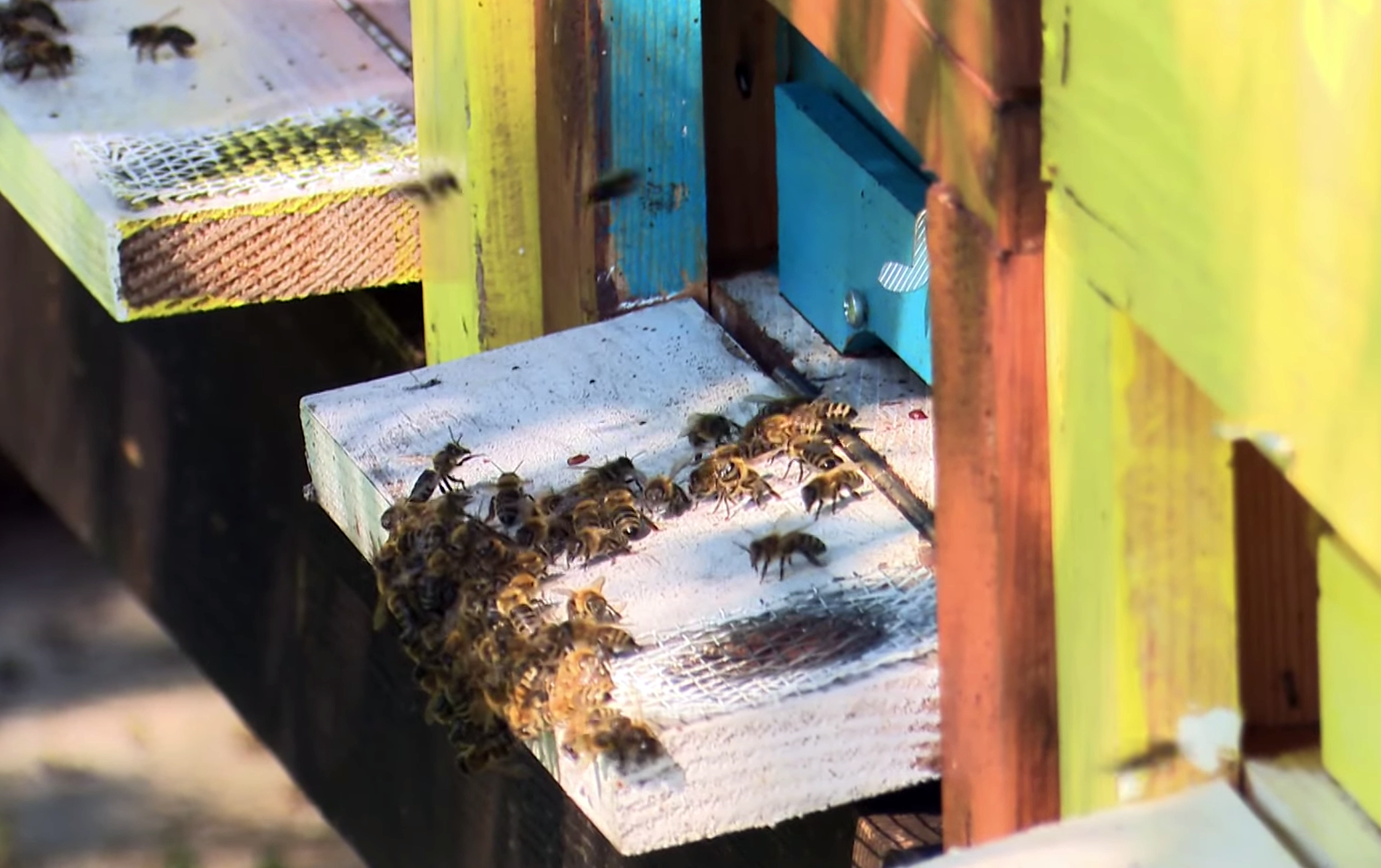 Odlične vijesti za pčelare: EU dala zeleno svjetlo, države mogu uvesti potporu po pčelinjoj zajednici