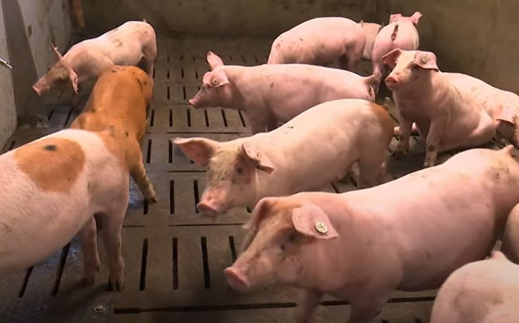 Ukidanje mjera zbog širenja svinjske kuge i u Brodsko-posavskoj županiji