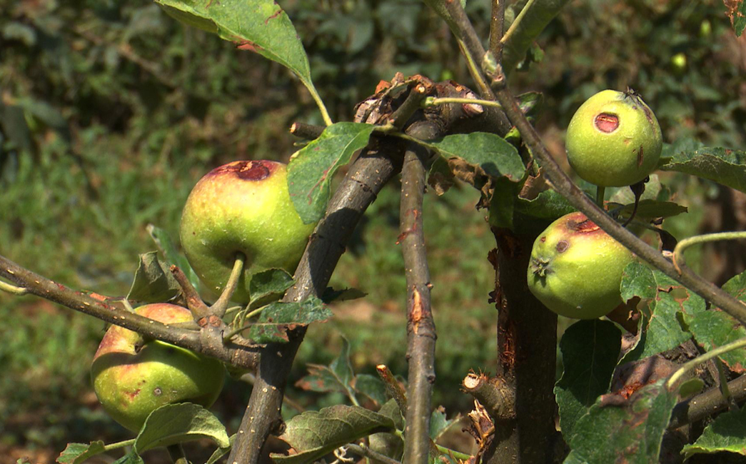 Suša pogodila Brodsko-posavsku županiju, evo kako prijaviti štetu