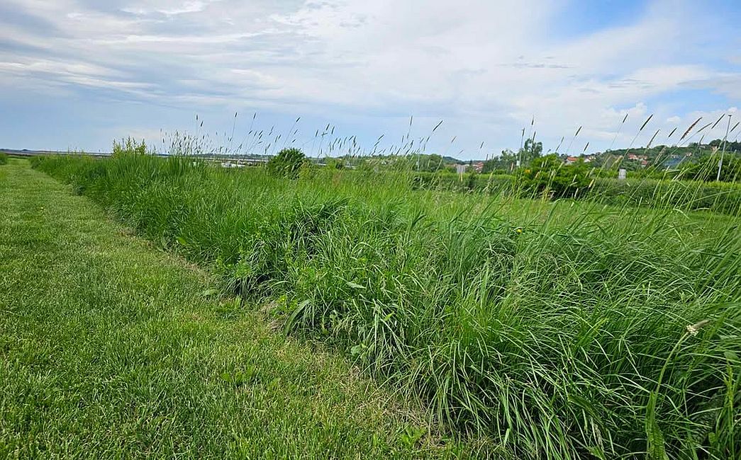 Brođani na rubu strpljenja: odakle izviru toliki komarci?