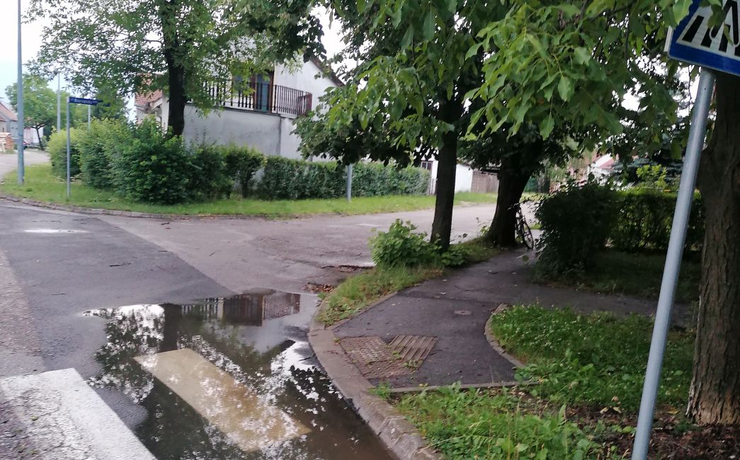 FOTO UBOD - Zebra u vodi, prometni znak u krošnji