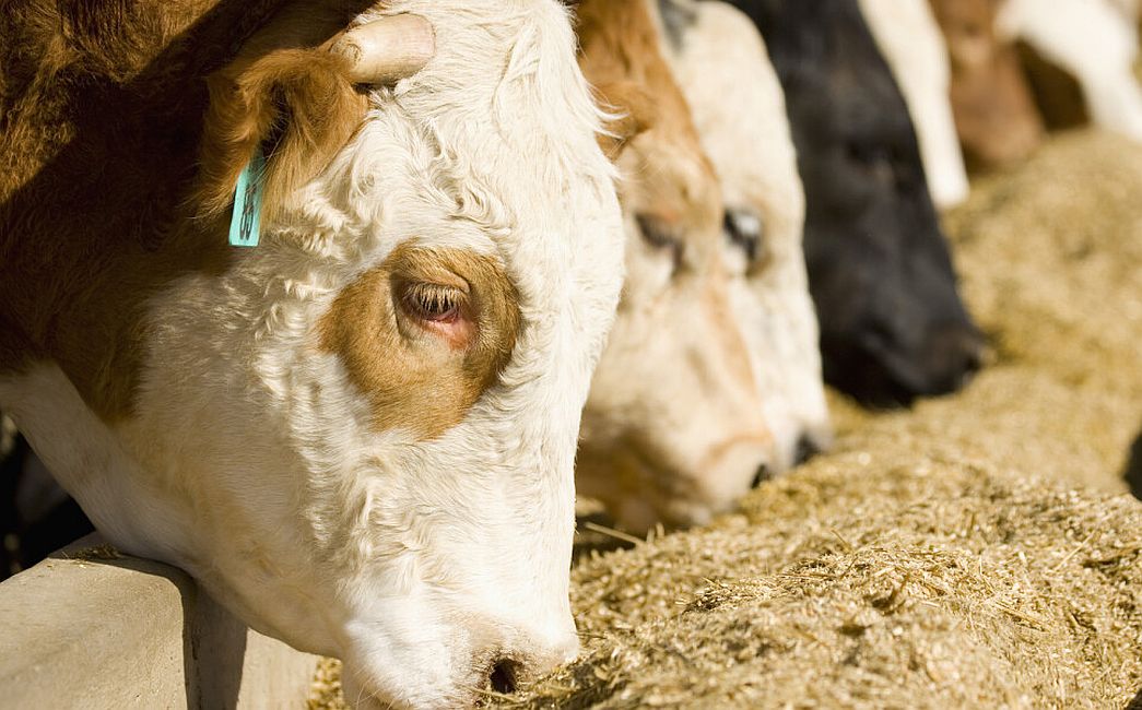  Najbolja silaža u Velikoj Kopanici i Sikirevcima