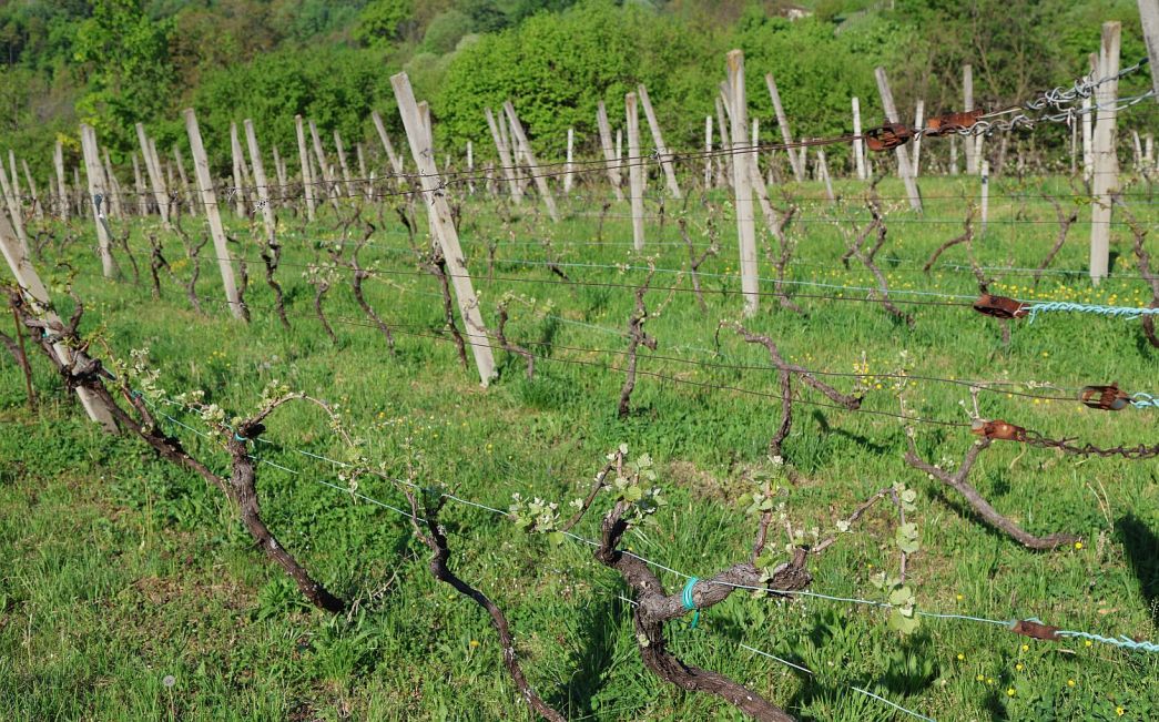 Vinogradari, plamenjača se već pojavila, pepelnica prijeti - zaštitite nasade